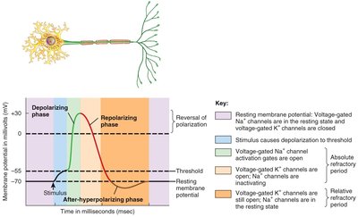 Phases of an action potential