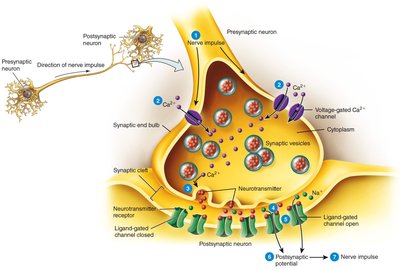 Signal transmission at a chemical synapse