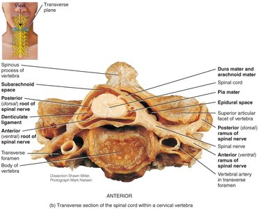 Transverse section of spinal cord in cervical vertebra