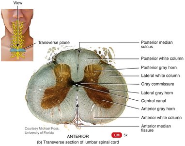 Transverse section of lumbar spinal cord
