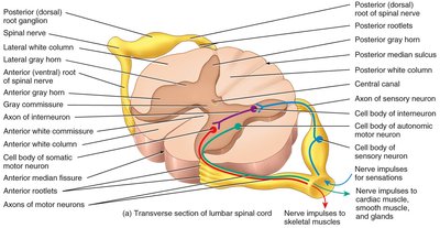 Internal anatomy of the spinal cord