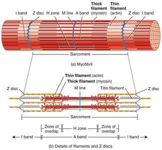 Sarcomere structure and filament arrangement