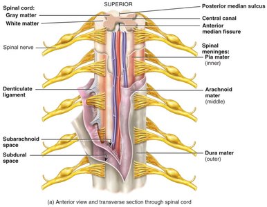 Meninges of the spinal cord