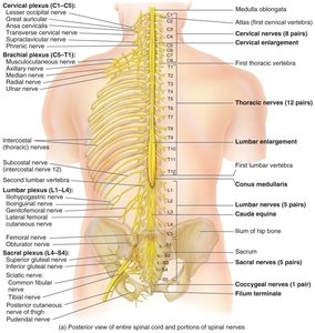 External anatomy of the spinal cord