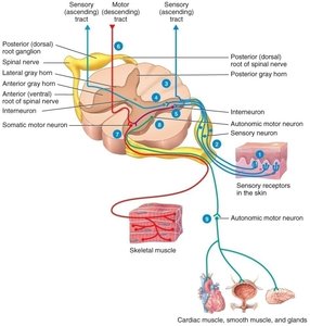 Internal anatomy of the spinal cord