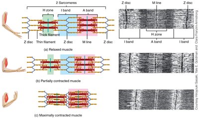Changes in sarcomere during contraction