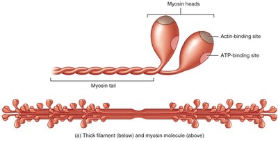 Myosin molecule and thick filament