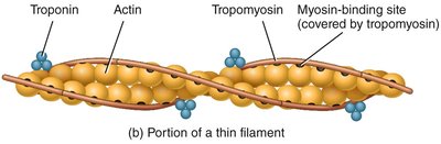 Thin filament structure with actin, troponin, and tropomyosin