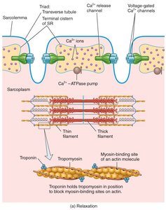 Relaxation: Ca2+ and troponin-tropomyosin complex