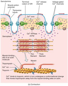 Contraction: Ca2+ binding and cross-bridge formation
