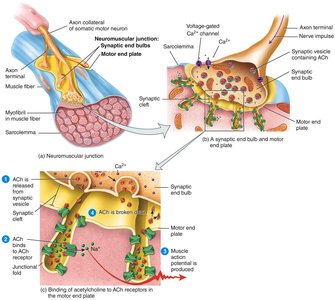 Neuromuscular junction structure and function