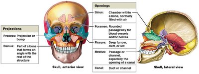 Bone markings: projections, openings, depressions