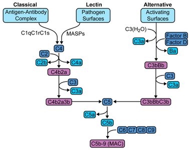 Complement cascade pathways diagram