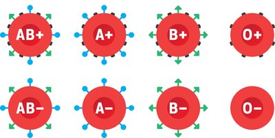 Diagram of the 8 blood types