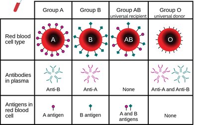 ABO blood group compatibility table