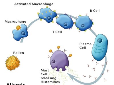 Allergic immune response pathway