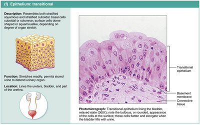Transitional epithelium.
