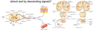 Somatosensory pathways and pain modulation
