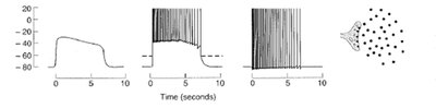 Receptor potential and action potential graphs