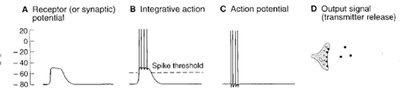 Adaptation in slowly and rapidly adapting receptors