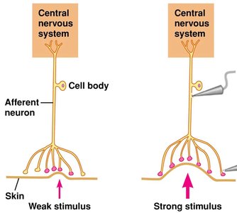 Pain pathway: nociceptor to cortex