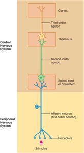 General sensory pathway: first, second, and third order neurons