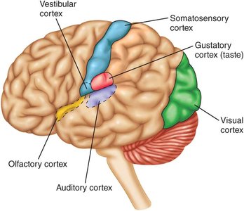 Brain regions for sensory modalities