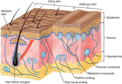 Skin cross-section showing sensory receptors