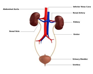 Diagram of urinary system with labeled blood vessels and organs