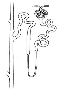 Diagram of nephron and associated blood vessels