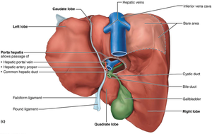 Diagram showing hepatic ducts, portal vein, and bile duct