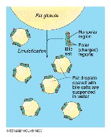Diagram showing bile salt emulsification of fat droplets