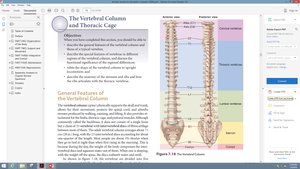 Regions of the vertebral column