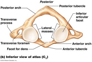 Occipital condyles