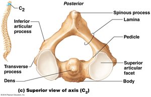 Superior view of axis (C2)
