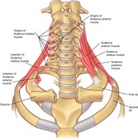 Scalenus muscle attachments