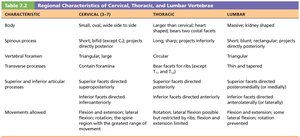 Regional characteristics of cervical, thoracic, and lumbar vertebrae