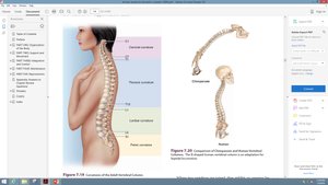 Curvatures of the adult vertebral column