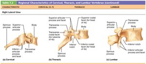 Right lateral view of cervical, thoracic, and lumbar vertebrae