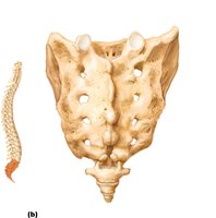 Posterior view of sacrum and coccyx
