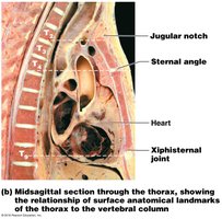Midsagittal section showing anatomical landmarks of the thorax