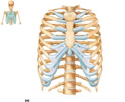 Skeleton of the thoracic cage, anterior view
