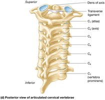 Posterior view of articulated cervical vertebrae