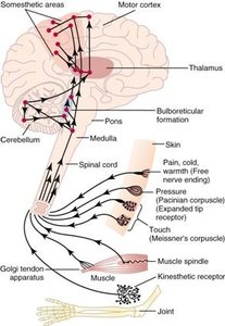 Somatosensory pathway diagram