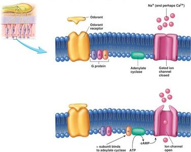 Odorant binding and receptor activation