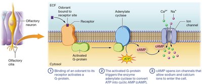 Odorant binding and signal transduction
