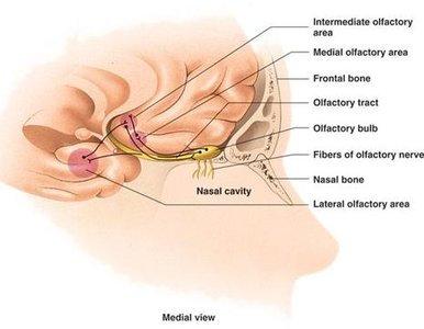 Olfactory pathway from nasal cavity to brain