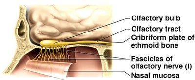 Olfactory nerve pathway