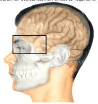 Olfactory projection pathways in the brain