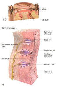 Taste bud structure and papillae